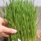 350 Pcs Katzengras Samen Für Hydrokultur, Cat Grass, Gartendeko Für Draußen, Saatgut Wintergemüse Dactylis Glomerata, Wheatgrass, Katzen Grass, Winterharte Kübelpflanzen, Gemüsesamen