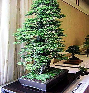 Germinazione I Semi: 60 Composizione: Sequoia della costa della California più Alto del Mondo!