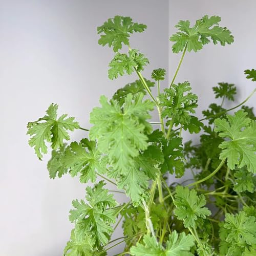 geranio limone semi di Pelargonium graveolens selvatico giardino cucina giardino semi balcone parterre cucina primavera autunno resistenti 100pcs