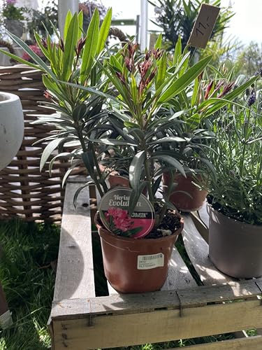 Nerium Oleander Pflanze, Rosa Blüten, Mediterraner Gartenstrauch 30-50cm