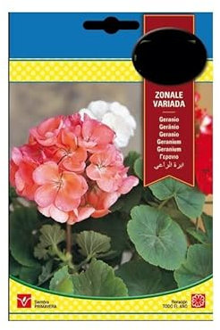 Semillas Flores Geranio Plantas de Exterior Flores de Colores