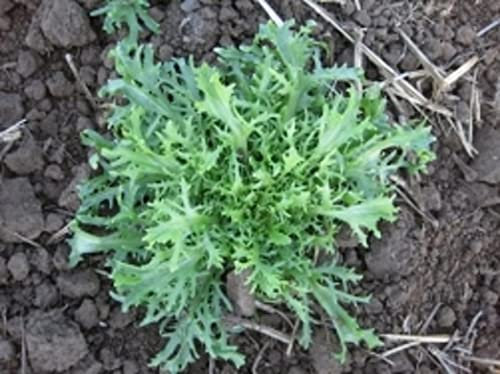 100 Verde arricciato Ruffec, semi Indivia. Héritage semi-américain haut de gamme: graines