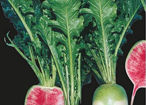 Pezzi - 250x Cinese Radicchio Red Carne Verdure Giardino Piante - Seme K412 - Seeds & Plants Shop by Ipsa