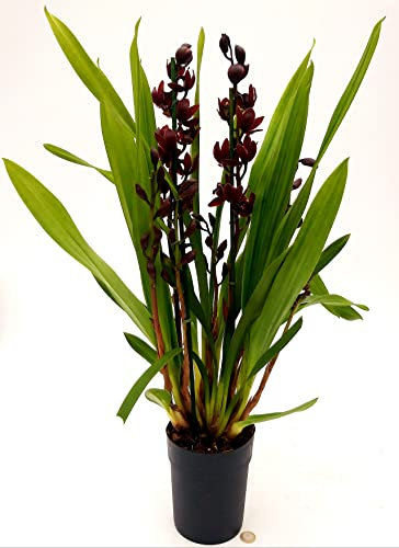 POWERS TO FLOWERS - CYMBIDIUM NERO XXL, 3/4 STELI, ORCHIDEA NERA, pianta vera
