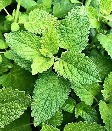 Viridis Hortus - Mint, Green (Mentha Viridis) - 1350 (0.1g's) Herb Seeds