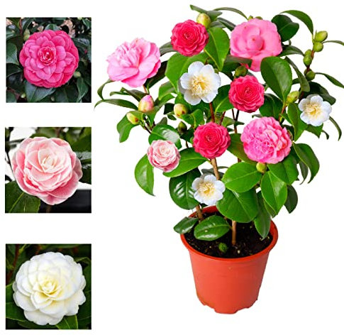 Carbeth Plants Camellia Japonica Plant Tricolour Red, White & Pink in One Pot - Evergreen Shrub Garden Ready - Rare Variety of Camellia 30-50 cm in Height (Regular Packaging)
