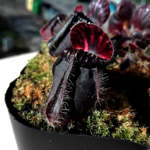 Semi di Nepenthes - da appartamento facili da curare semi di carnivoro carnivora prodotti sostenibili balcone verdi appartamento che purificano l'aria arredamento 350pcs
