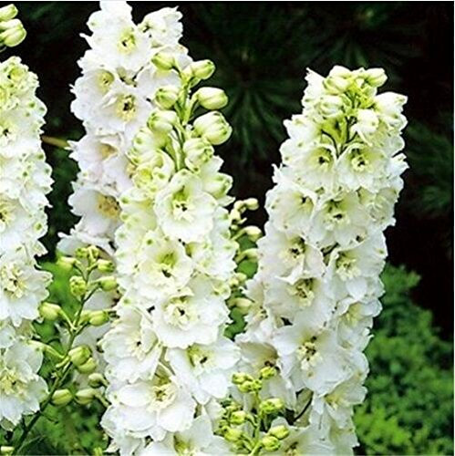 100 Fiore Sementi Delphinium casa Bella pianta Fiore pianta Fiore del giardino