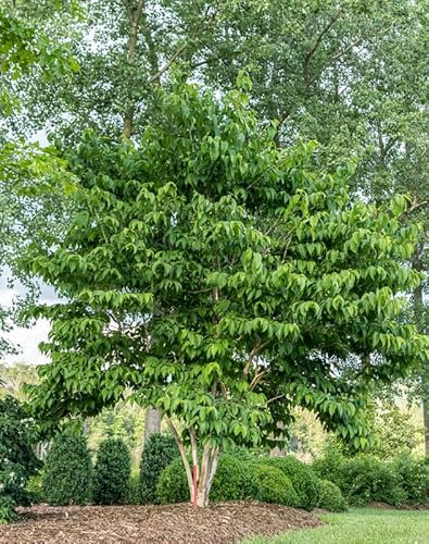 Sieben Söhne des Himmels Strauch, Heptacodium miconioides, 60-80cm, 3L Topf