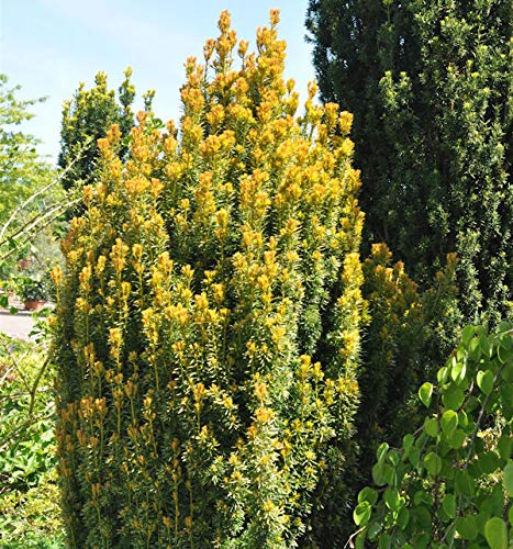 Eibe Germers Gold 30-40cm - Taxus baccata - lebende Gartenpflanze aus den Baumschulen