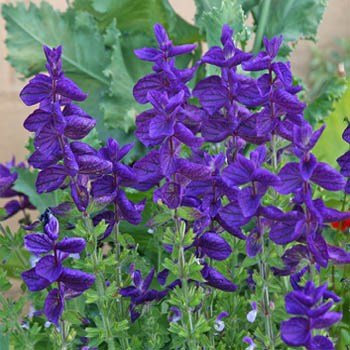 100 semi - Salvia- Blue Monday