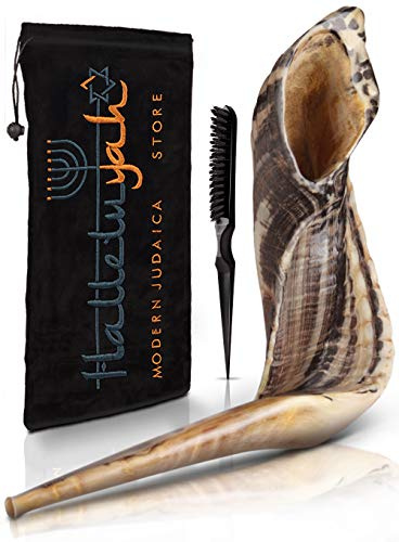 Shofar From Israel: KOSHER ODORLESS Ram Horn | Smooth Mouthpiece for Easy Blowing | Include Velvet Bag, Clean Brush and Shofar Guide - Made In Israel By HalleluYAH