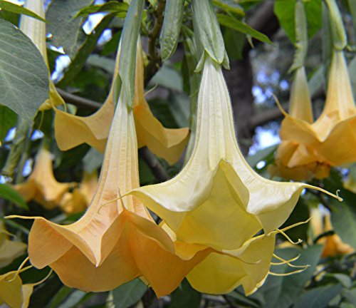 Portal Cool Brugmansia Aurea | Orange Glory | Ange trompette | 20_Seeds