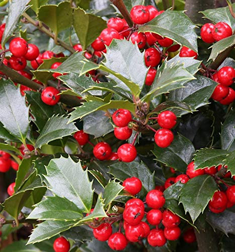 Stechpalme Ilex Heckenfee® 125-150cm - Ilex meserveae