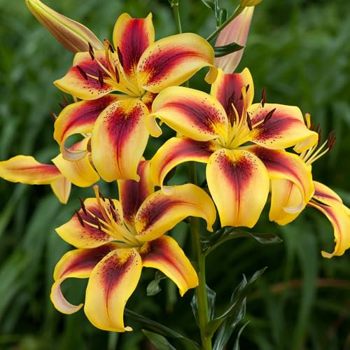 Lily Viva la Vida - Real Flowering Bulbs - Vibrant Summer Flowers - Perennial Garden Plant for Borders, Pots, or Outdoor Spaces - Hardy UK Garden Bulbs (2 Bulbs)