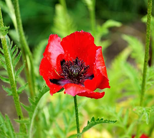 Türkischer Mohn Brilliant - Riesenmohn - Papaver orientale - Mehrjährig - 500 Samen