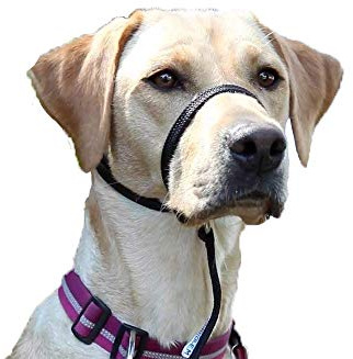 K9 Bridle - to stop your dog pulling (Medium, Black)