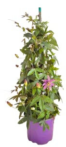 Passiflora pianta frutto della Passione rampicante perenne vaso 18 70 cm