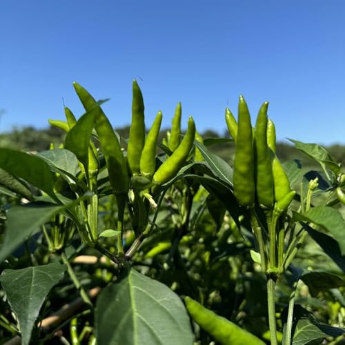 Semillas de chile, Capsicum annuum, balcón de invierno semillas de jalapeño semillas de viejas 150pcs