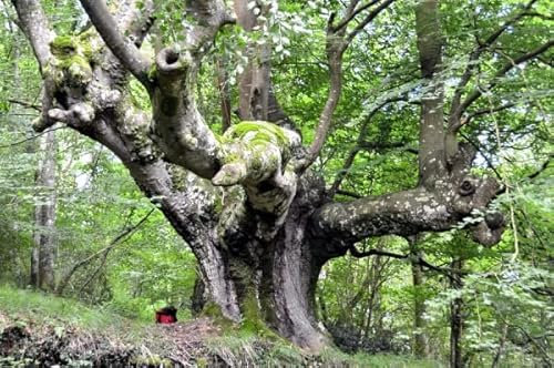 15 Graines de Hêtre Commun (Fagus Sylvatica)
