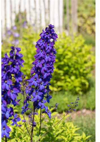 Delphinium Pacific 'Black Knight' - Pacific-Garten-Rittersporn 'Black Knight' - 11cm Topf