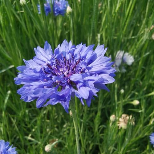 Semillas de aciano, resistentes para balcones Centaurea cyanus, semillas de Variedades antiguas 500pcs