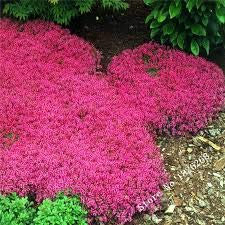 New Home Garden Plant 10 Seeds Genuine Thymus Serpyllum Magic Carpet Creeping Thyme Ground Cover Herb Seeds