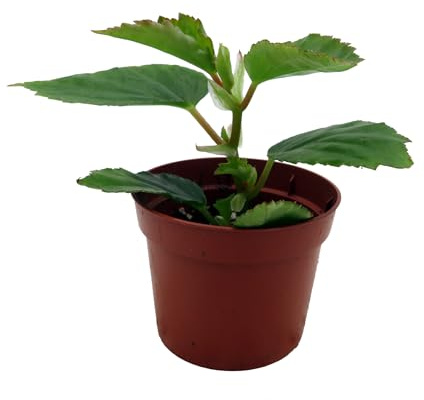 Heirloom Pink Angel Wing Begonia dietrichiana - 2.5 Pot - Great House Plant