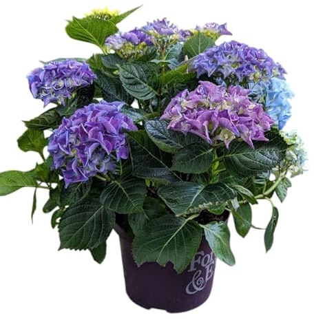 Hortensia Azul Viva (Hydrangea) Planta Real y Natural en Maceta Toque Floral para el Hogar