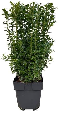 Gewöhnlicher Buchsbaum - Buxus sempervirens - Blatt grün - 6 Pflanzen - Heckenpflanze - 1 laufender Meter - immergrün - Topf 17cm Höhe 45cm