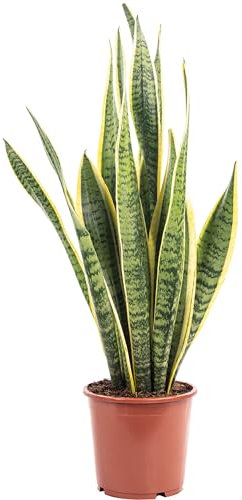 Bogenhanf - pflegeleichte Zimmerpflanze, Sansevieria trifasciata Laurentii - Höhe ca. 45 cm, Topf-Ø 14 cm