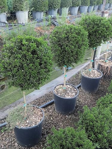 Agrifoglio giapponese Ilex crenata pianta ornamentale sempreverde ad alberello a palla in vaso ø28 cm h. 70/80 cm Vivaio di Castelletto