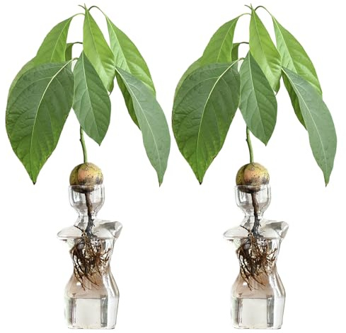MISNODE 2 ST AvokadofröVas, Avokadofröstartglasvas, Avokadoträdodlingsingredienser för Fröträdgårdsskötsel, Avokadoträdodlande Blomkruka Hona Glasvas