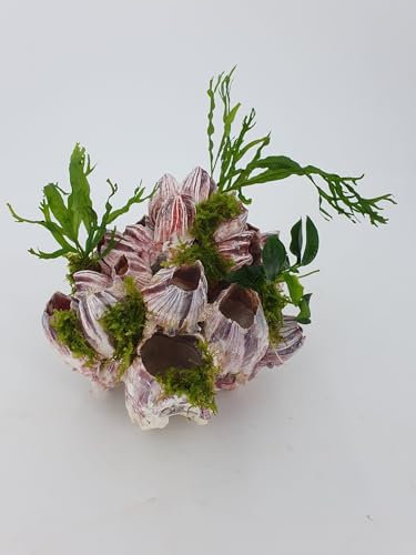 Aquarium Deko wunderschönes Garnelenröhrchen echte Barnacle Muschel ca. 15x15x10 cm mit echtem Farn oder Anubias uns Moos bepflanzt