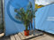 Sunny Tree - Palme - Phoenix canariensis -160 Zentimeter - Kanarische Dattelpalme - Palme für den Innen- und Außenbereich - Exotische Pflanzen - Gartenpalme - A+
