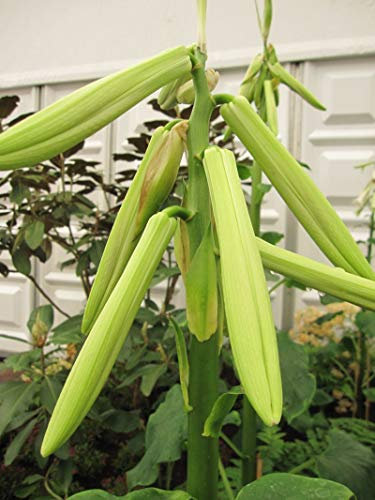 Cardiocrinum Giganteum - chinesische Riesenlilien - Staude