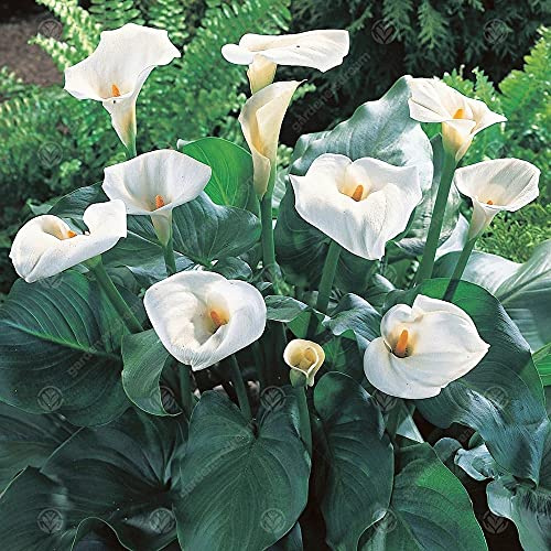 Bulbi da Fiore (2 X Calla BIANCA - Zantedeschia aethiopica)