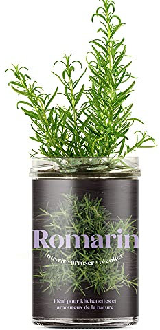 Resetea | Potagers de cuisine | Romarin