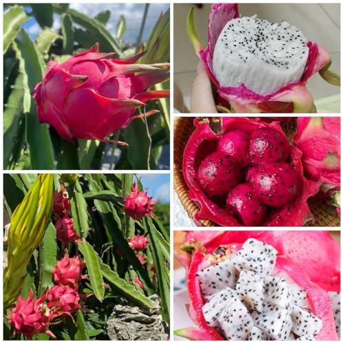 semillas orgánicas del dragón, columnares, exóticas resistentes de pitaya - dragón - Las de jardín son perennes 150pcs