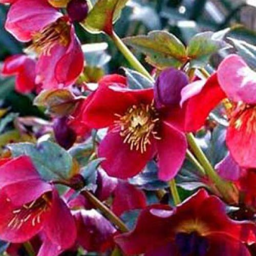 6 x Helleborus Orientalis 'Red Lady' - Hybridjulros med Röda Blommor - Krukstorlek 9 cm x 9 cm