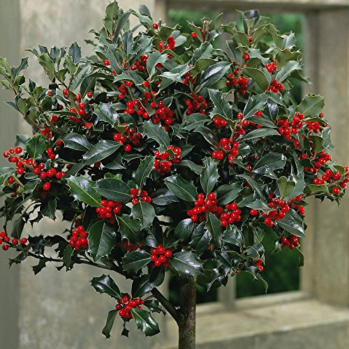 Pair of Standard Festive Holly Trees for Christmas, Gardens & Patios, Attractive Evergreen Producing Red Berries, 2 x Holly Green Alaska (Ilex) 2 Years Old Standard Plant by Thompson & Morgan