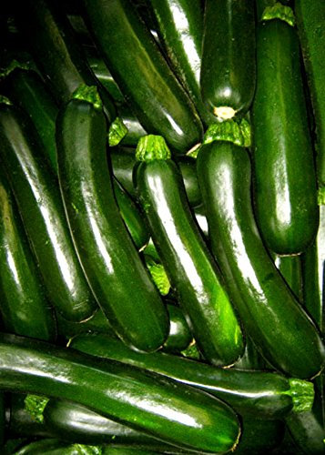 15 Semi di Zucchine Verde Scuro Solo Zucca 47 giorni fino VENDEMMIA