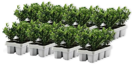 Plant in a Box - Ilex crenata 'Jenny' - Houx japonais - lot de 48 - Plante de jardin - Plante de haie - ⌀9 cm - Hauteur 10-20 cm
