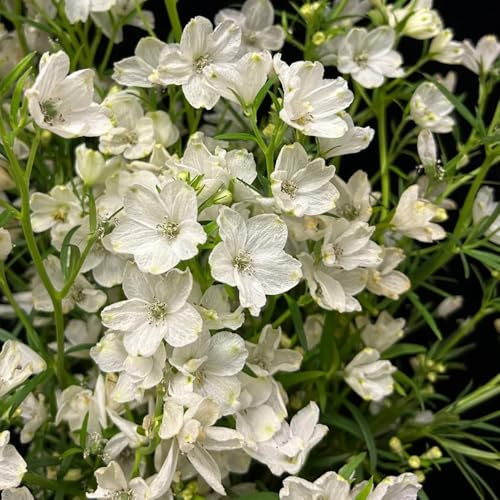 semi resistenti del delphinium, delphinium all'esterno, decorazioni primaverile, resistenti per il giardino aiuola, 600pcs
