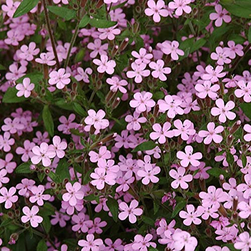 6 x Santoline petit cyprès 'Lambrook Silver' - Santolina Chamaecyparissus - Godet 9x9 cm, Feuillage Gris-Argenté, Résiste à la Sécheresse