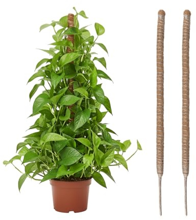 Wigearss 2 Piezas Tutor de Plantas Trepadoras sobre Estaca, Tutor de Coco de 60 cm, Ancho de 4 mm, Soportes Plegables para Plantas Trepadoras, Adecuado para Plantas de Interior, Monstera