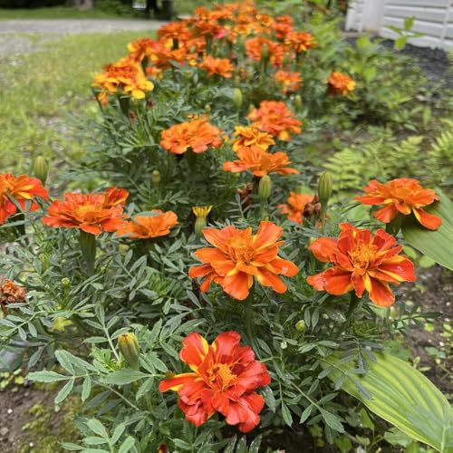 semi di calendula biologici - tagetes - ornamentali, decorazione, calendula di calendula da giardino, appartamento 100pcs