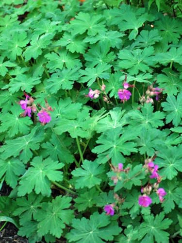 Geranium macrorrhizum 'Bevan's Variety' (Bigroot Geranium)