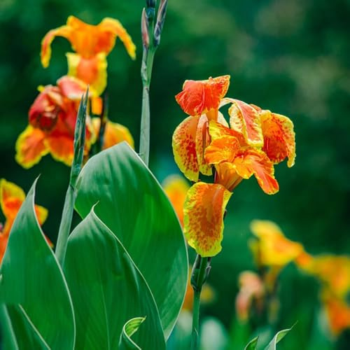 5 piezas bulbos de lirios de canna - jardin Acónitos invierno bulbos resistentes perennes, pequeño para mujeres, macetero balcón jardín