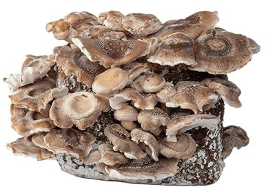 Hawlik Pilzbrut - BIO Shiitake Pilzzuchtset - 2,5 kg fertig vorbereitetes Pilzsubstrat mit Myzel - Shiitake Pilze Züchten Set - Komplettset für den Anbau Zuhause - Mushroom Grow Kit